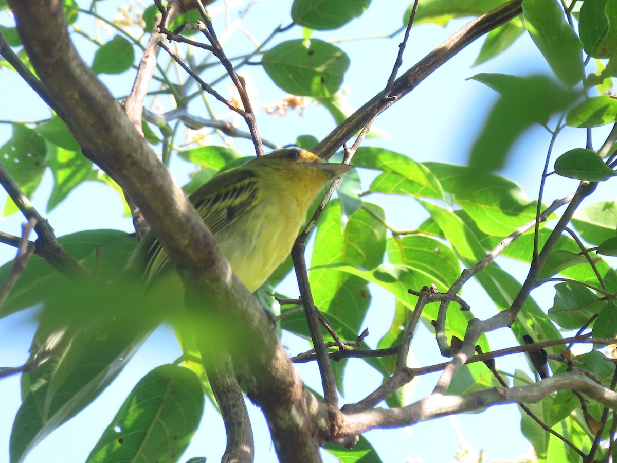 Ochre-lored Flatbill - ML646899326