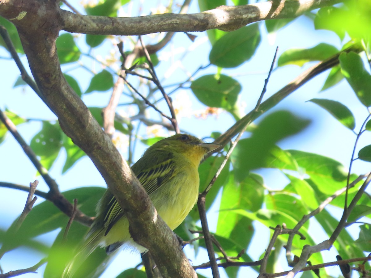 Ochre-lored Flatbill - ML646899327