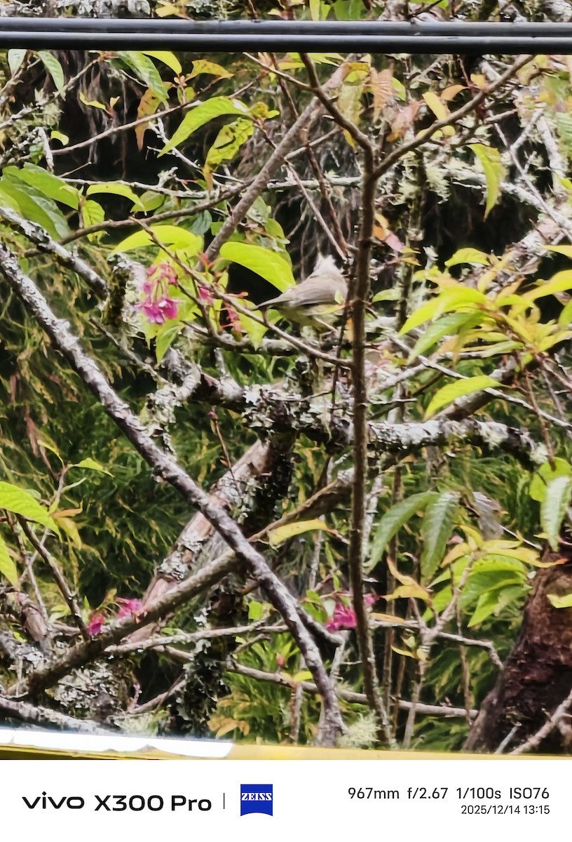 冠羽畫眉 - ML646899331