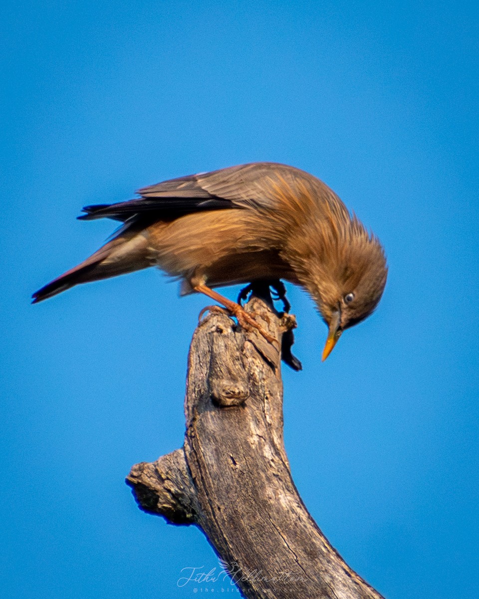Chestnut-tailed Starling - ML646899346