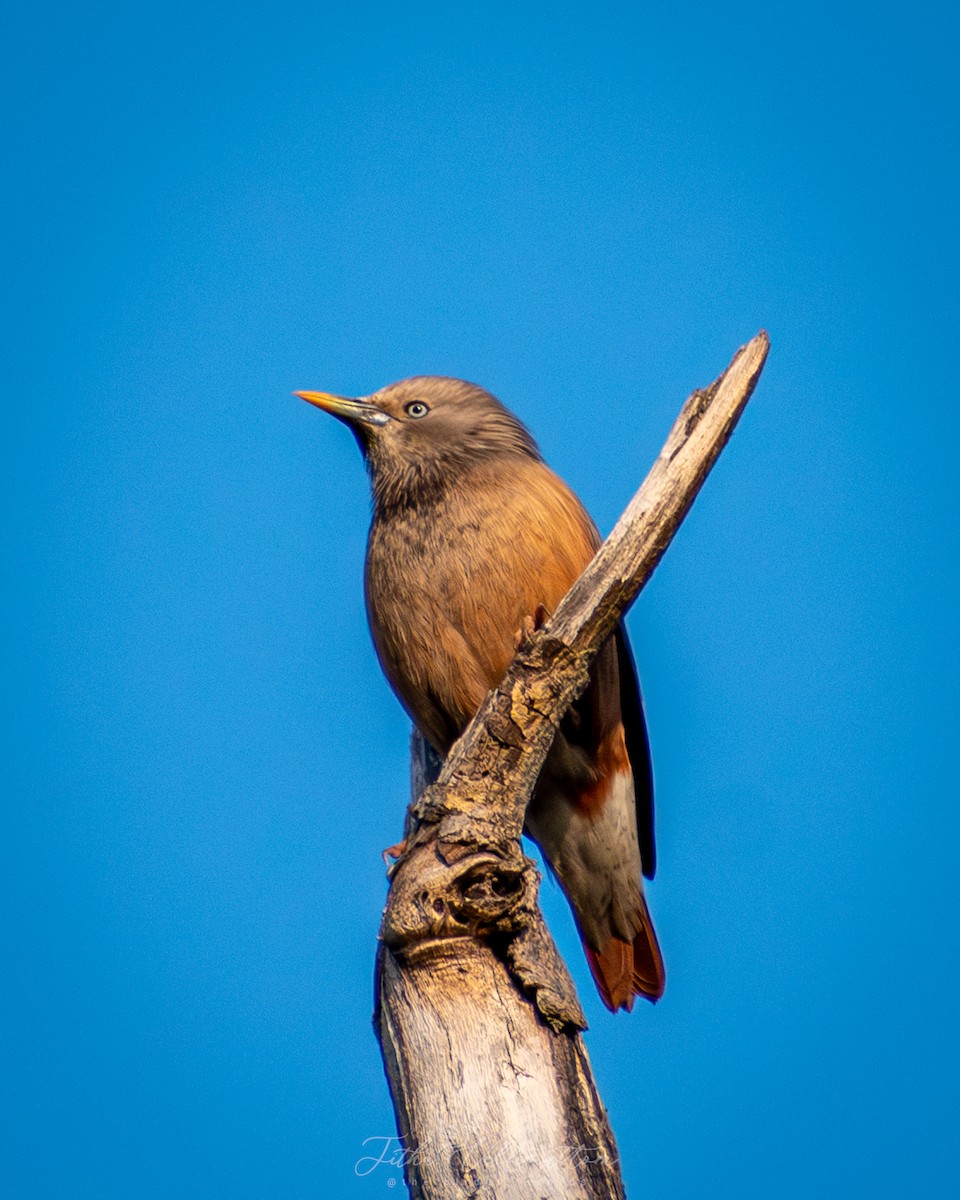 Chestnut-tailed Starling - ML646899349