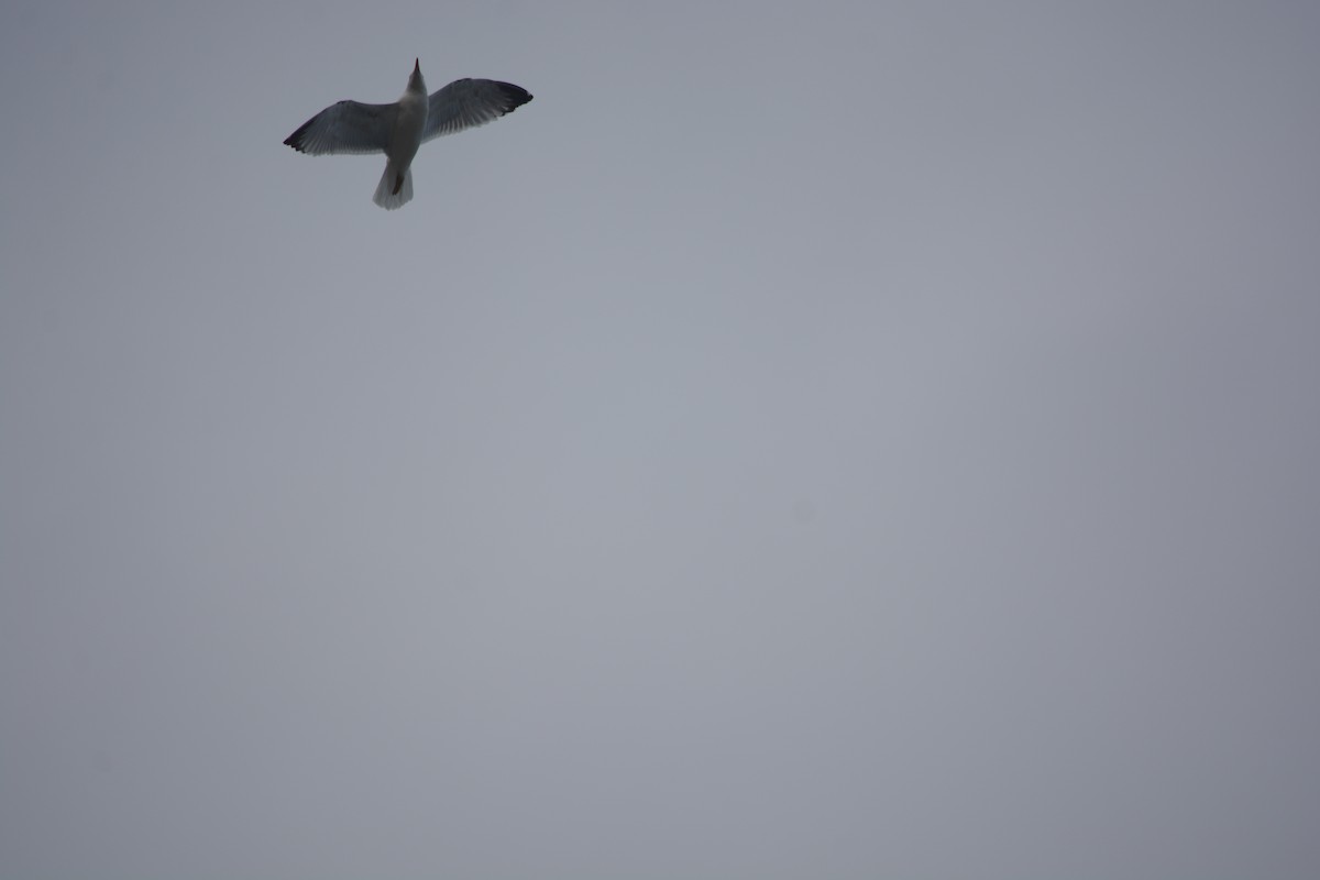 Yellow-legged Gull - ML646899357