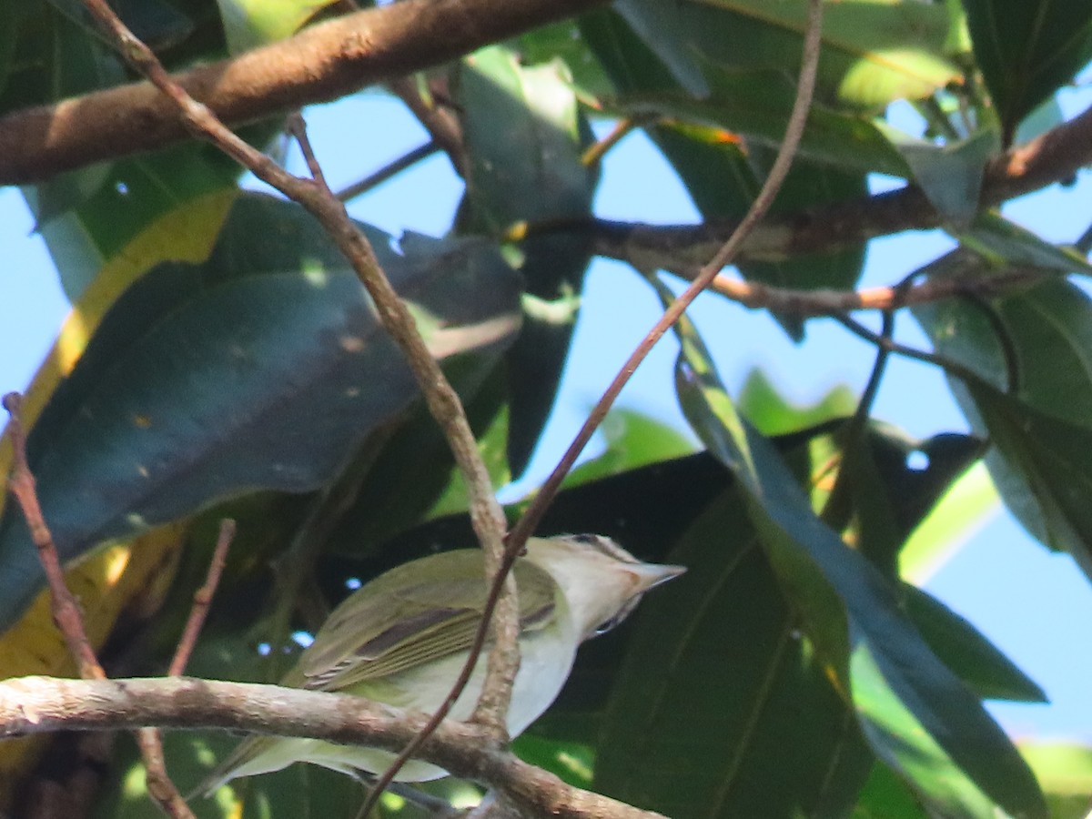 Chivi Vireo - ML646899360