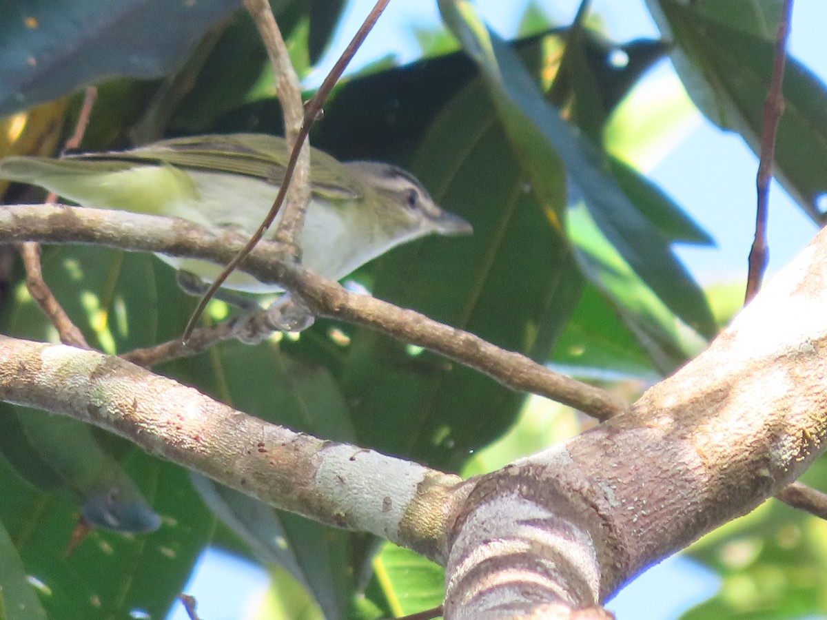 Chivi Vireo - ML646899361