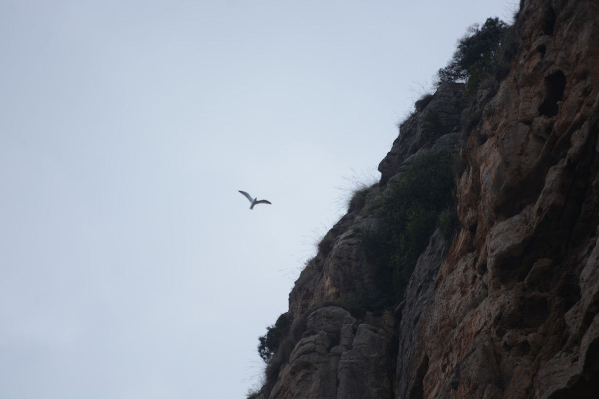 Yellow-legged Gull - ML646899373