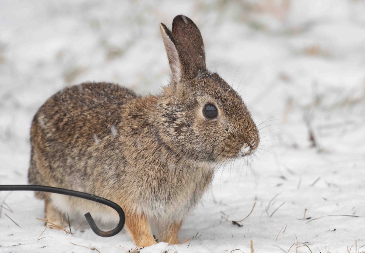 ארנב כותנה מזרחי - ML646899374