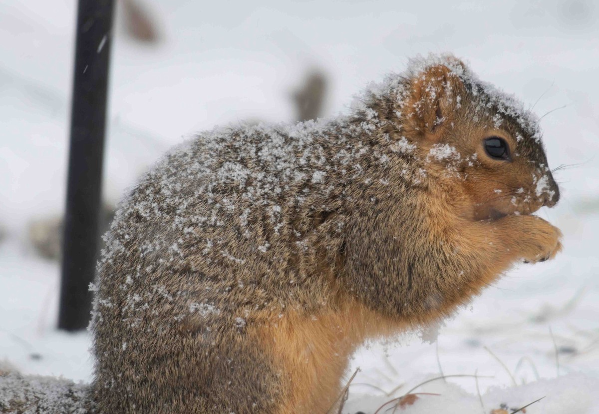 סנאי שועלי - ML646899375