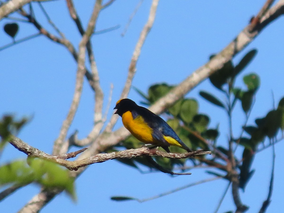 Purple-throated Euphonia - ML646899378