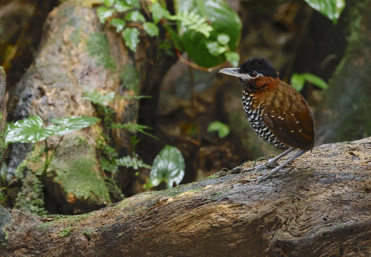 Black-crowned Antpitta - ML646899383