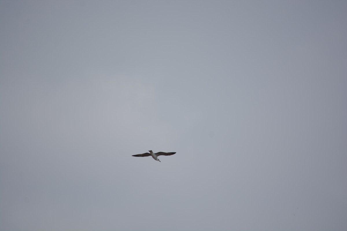 Yellow-legged Gull - ML646899385