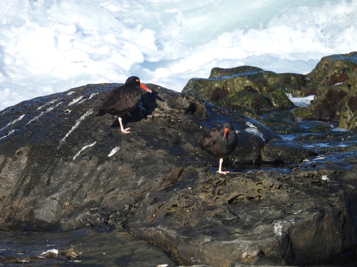 Black Oystercatcher - ML646899391