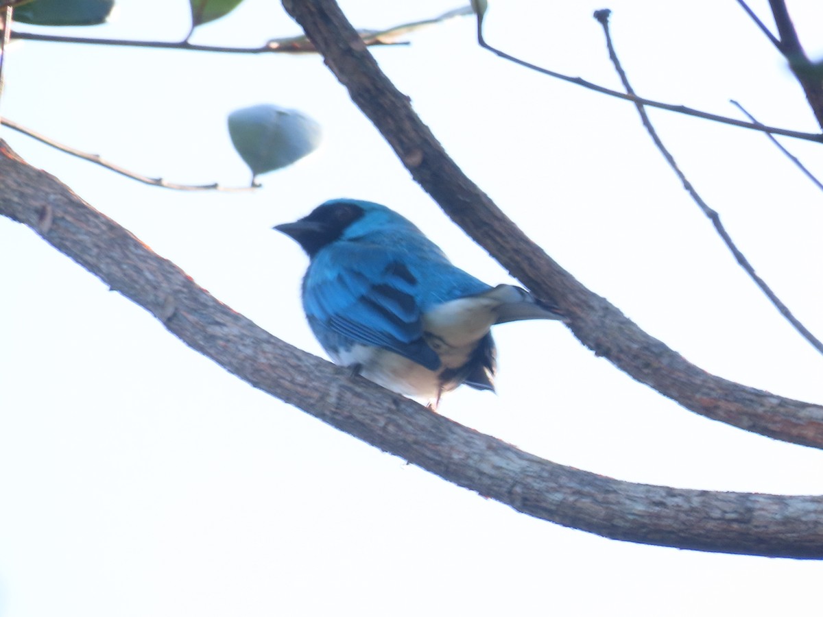 Swallow Tanager - ML646899400