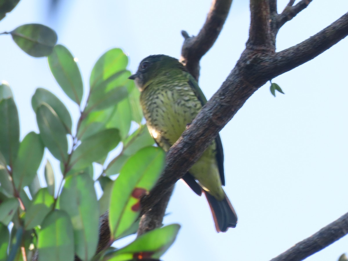 Swallow Tanager - ML646899401