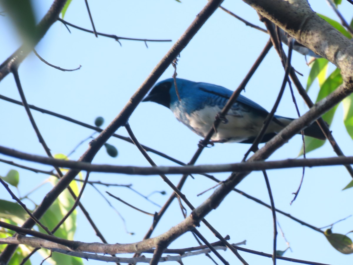 Swallow Tanager - ML646899402