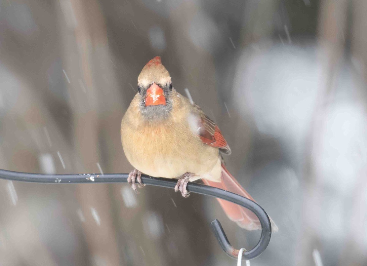 קרדינל צפוני - ML646899403
