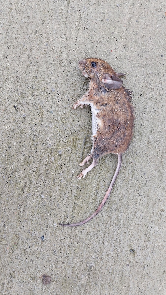 Animals - ML646899405