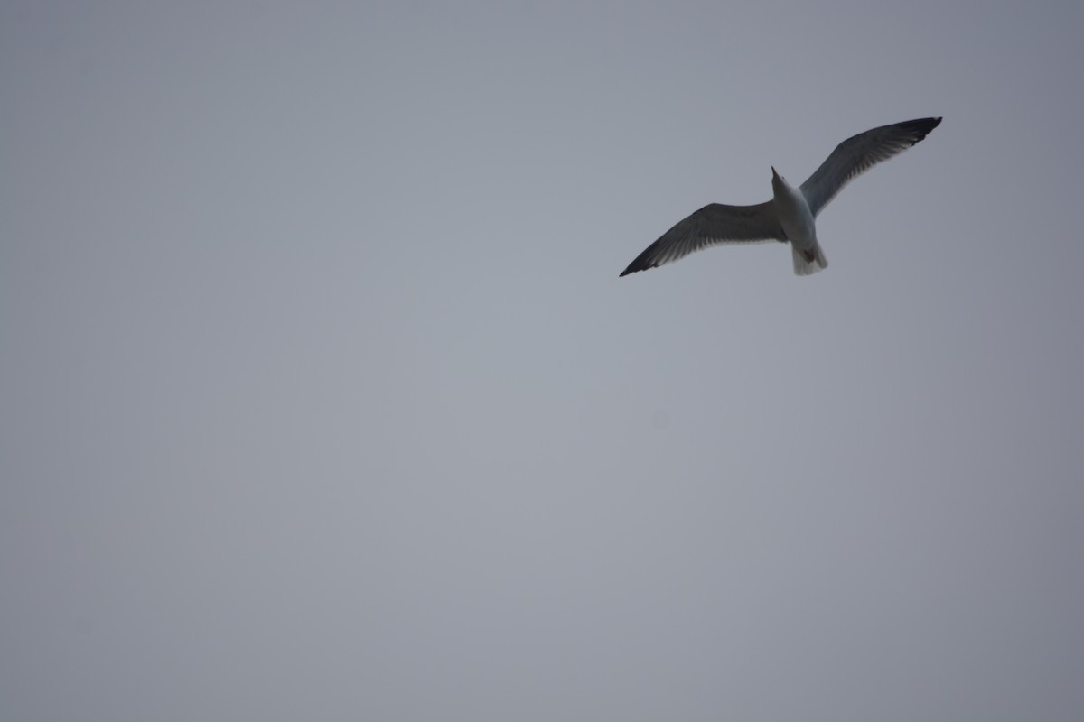 Yellow-legged Gull - ML646899406