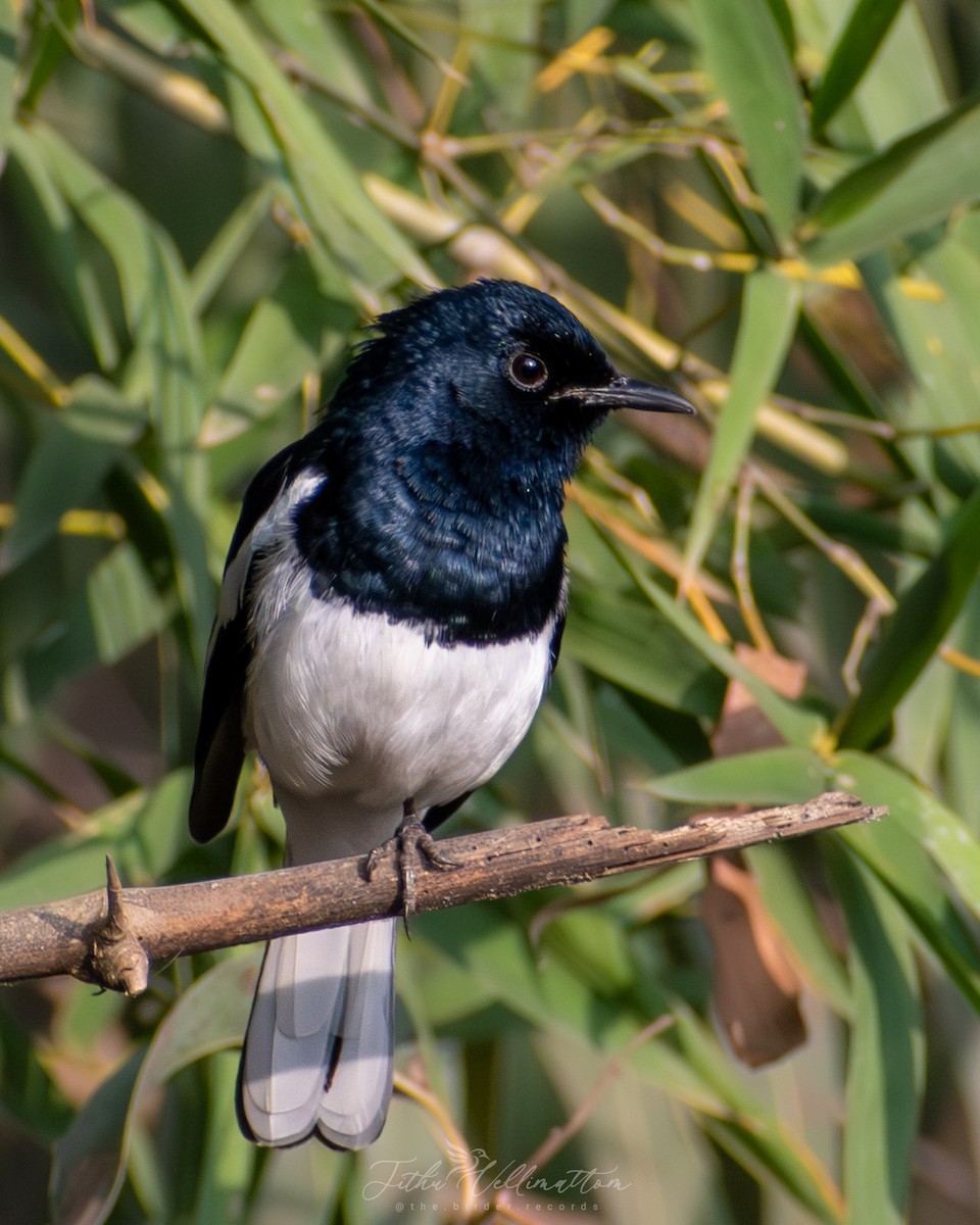 Oriental Magpie-Robin - ML646899414