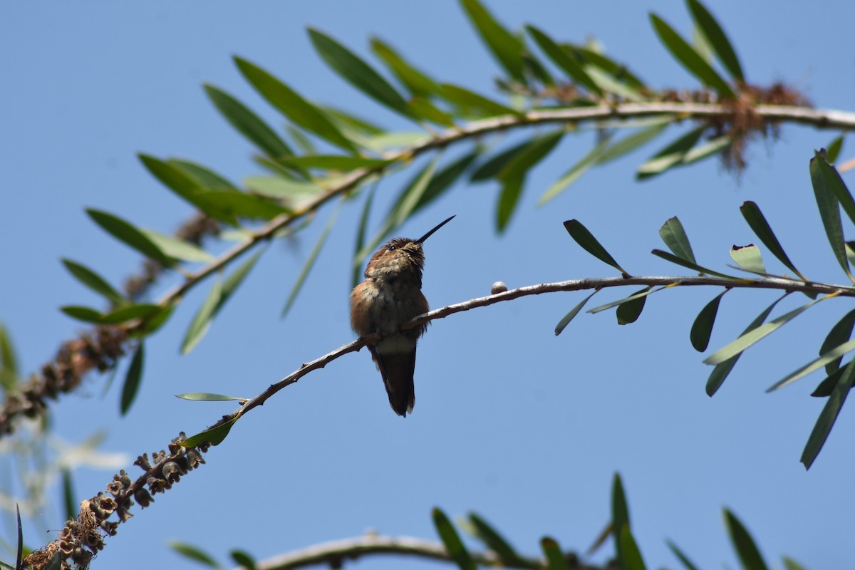 Allen's Hummingbird - ML646899416