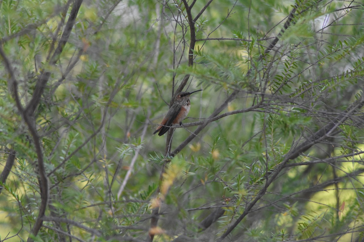 Allen's Hummingbird - ML646899417