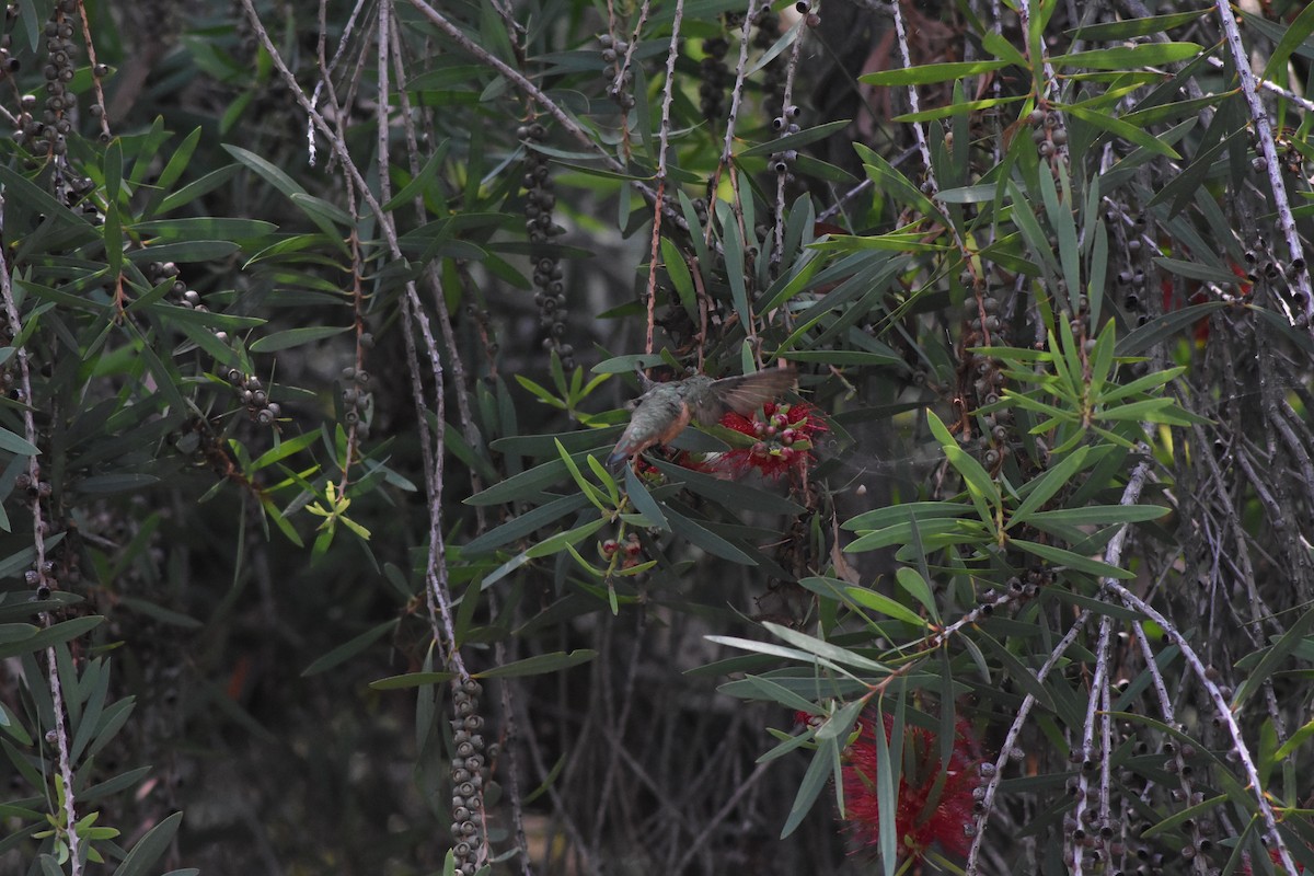 Allen's Hummingbird - ML646899418