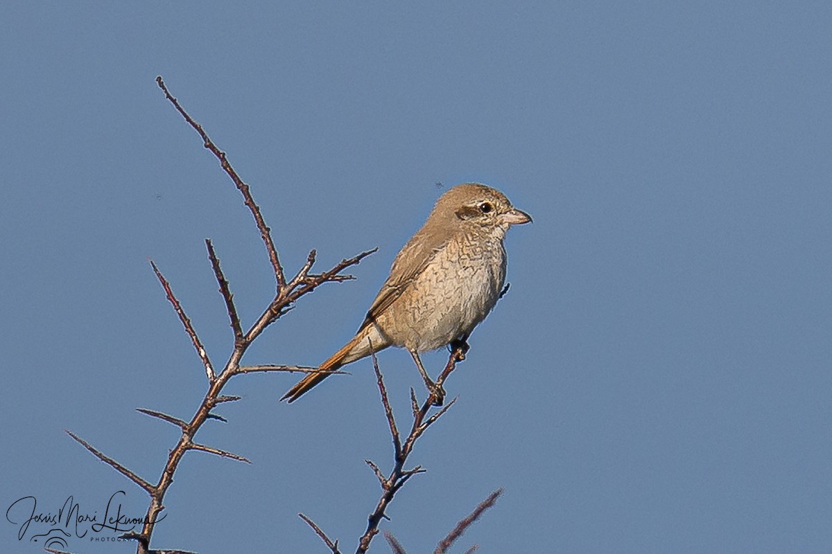 Antzandobi isabeldarra - ML646899420