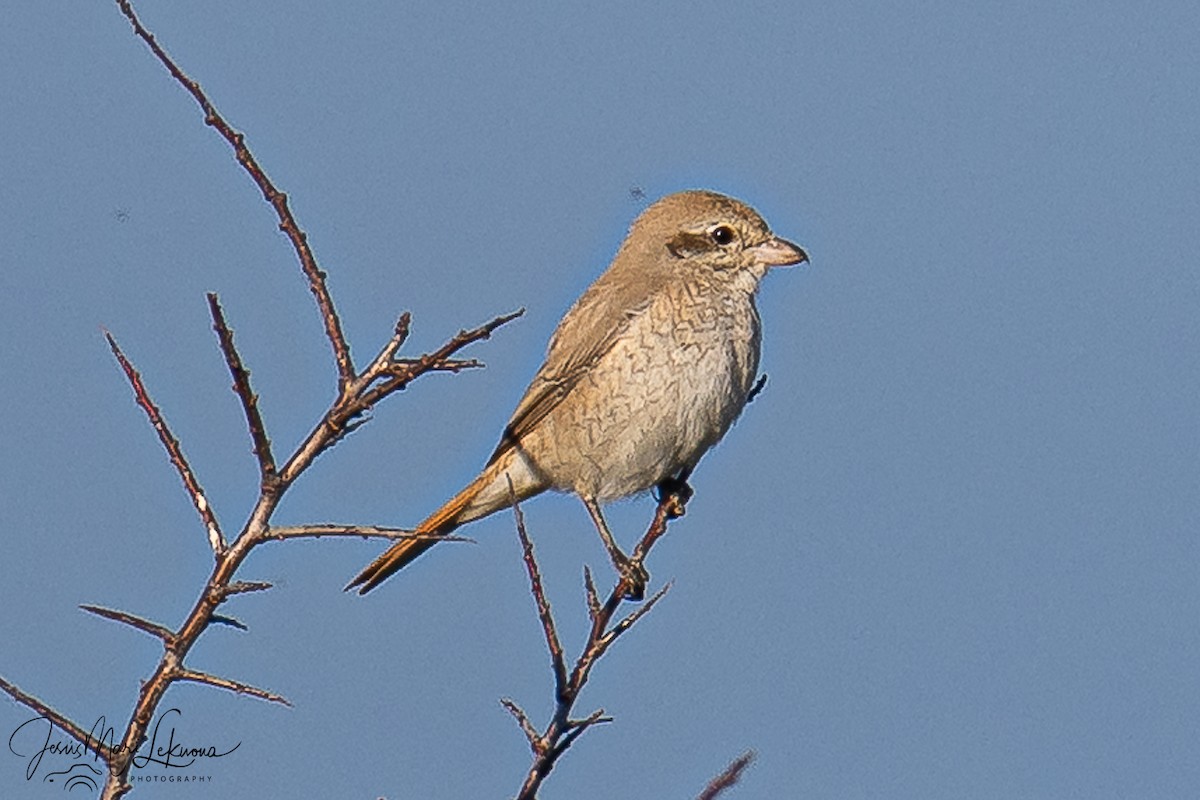 Antzandobi isabeldarra - ML646899421