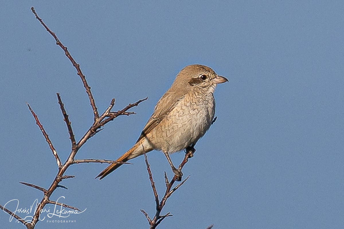 Antzandobi isabeldarra - ML646899422