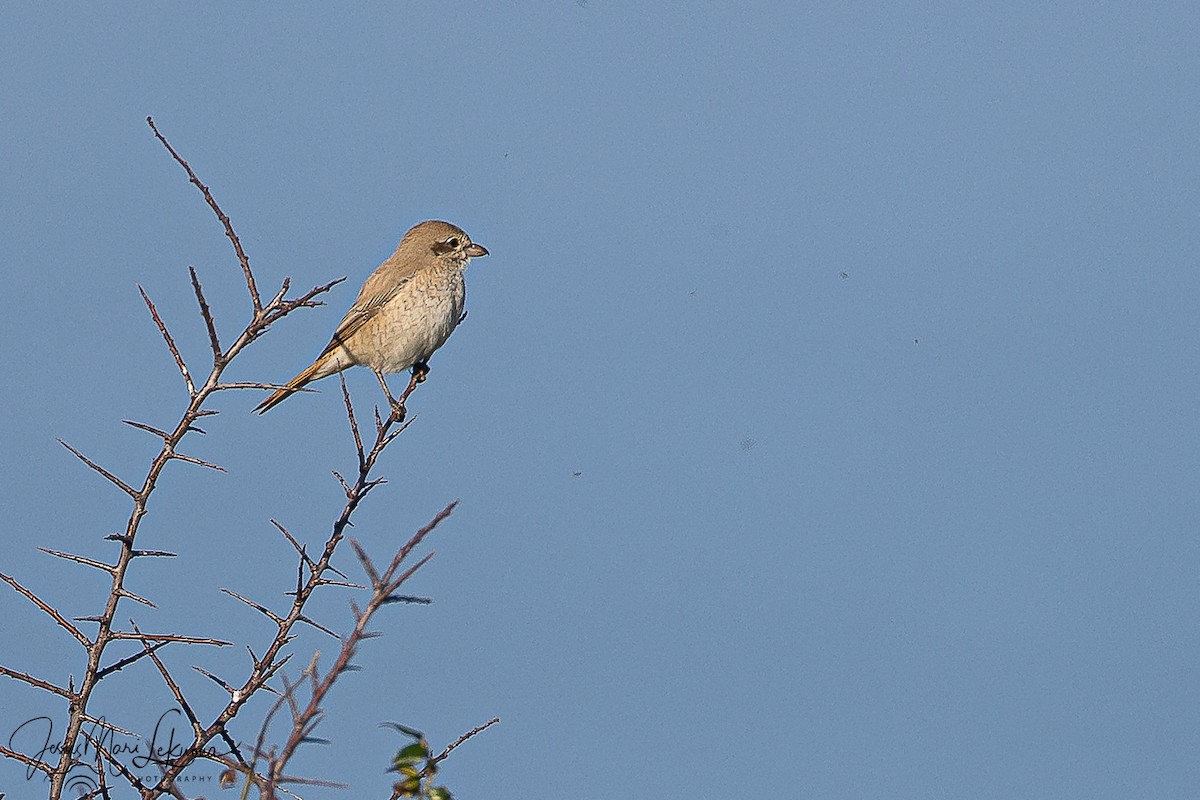 Antzandobi isabeldarra - ML646899423