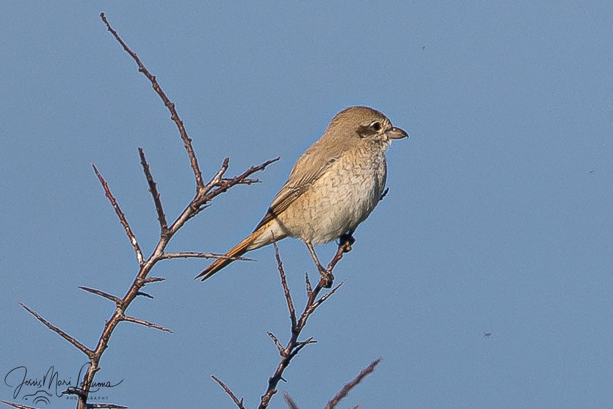 Antzandobi isabeldarra - ML646899424