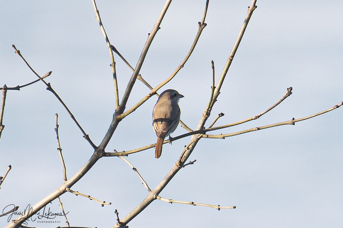 Antzandobi isabeldarra - ML646899425