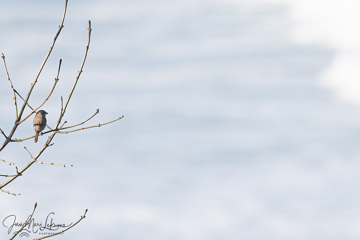 Antzandobi isabeldarra - ML646899426