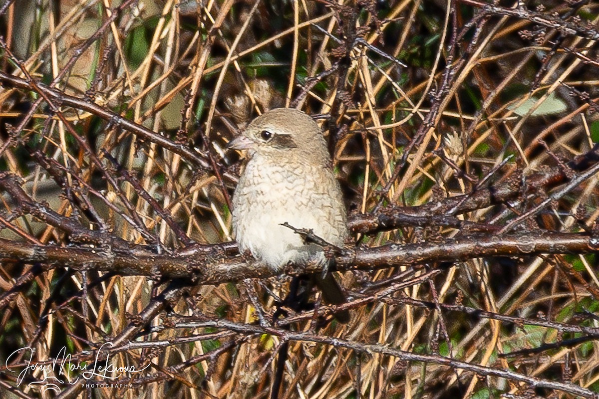 Antzandobi isabeldarra - ML646899427