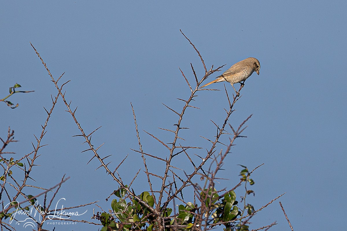 Antzandobi isabeldarra - ML646899428