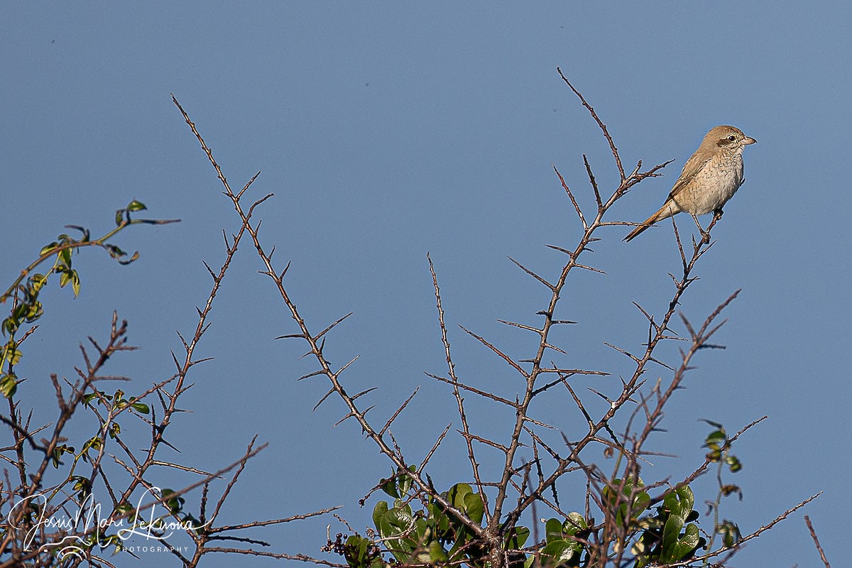 Antzandobi isabeldarra - ML646899429