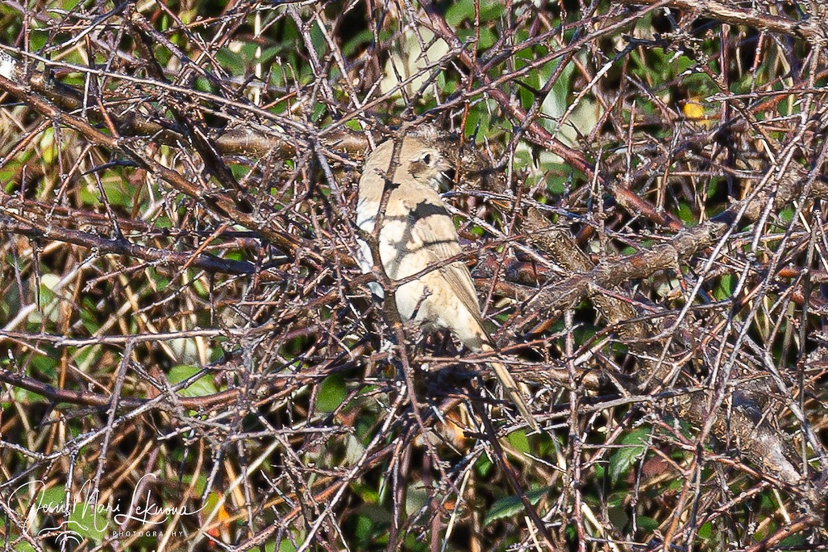 Antzandobi isabeldarra - ML646899430