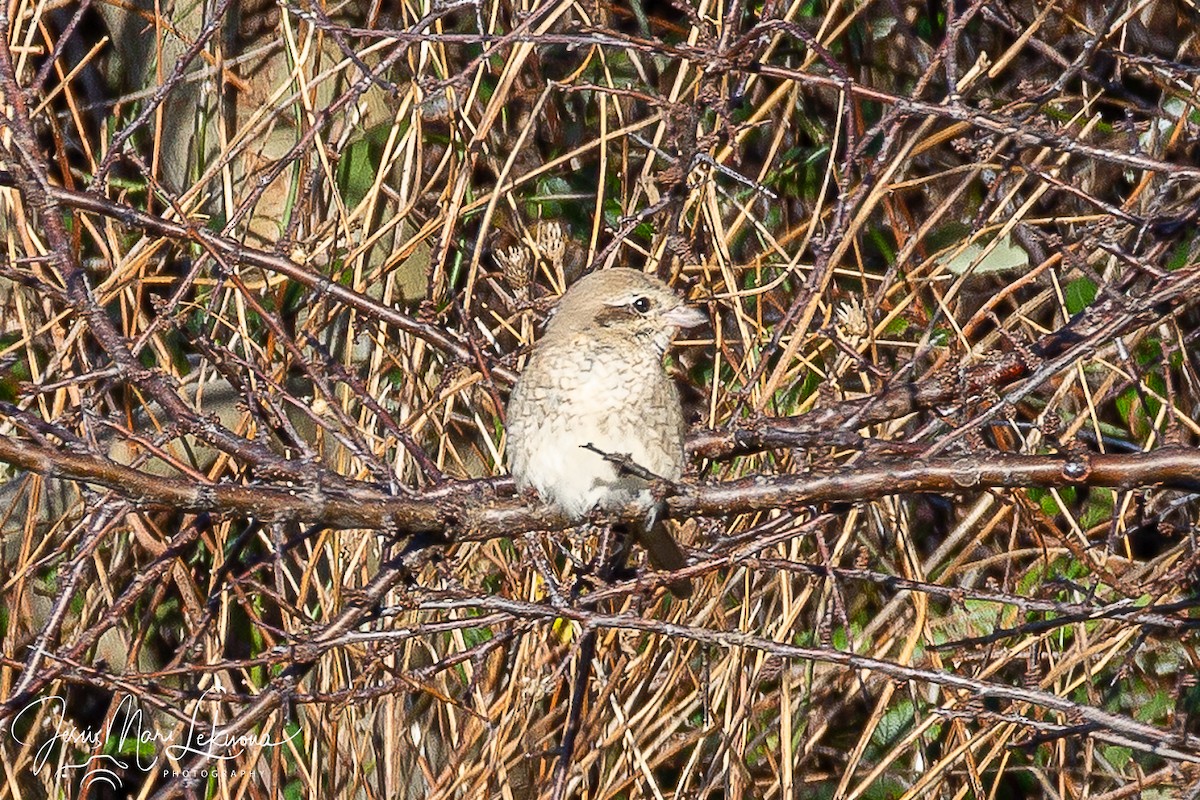Antzandobi isabeldarra - ML646899431
