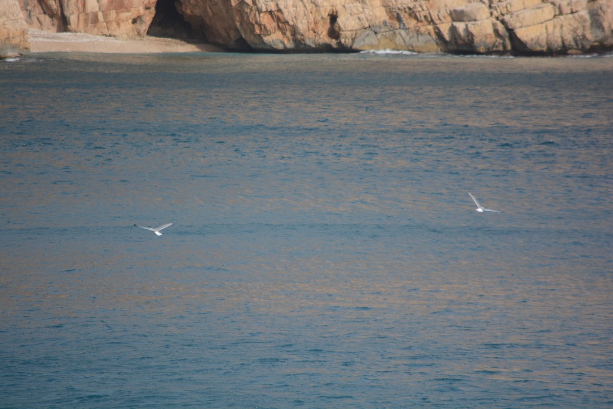Yellow-legged Gull - ML646899432