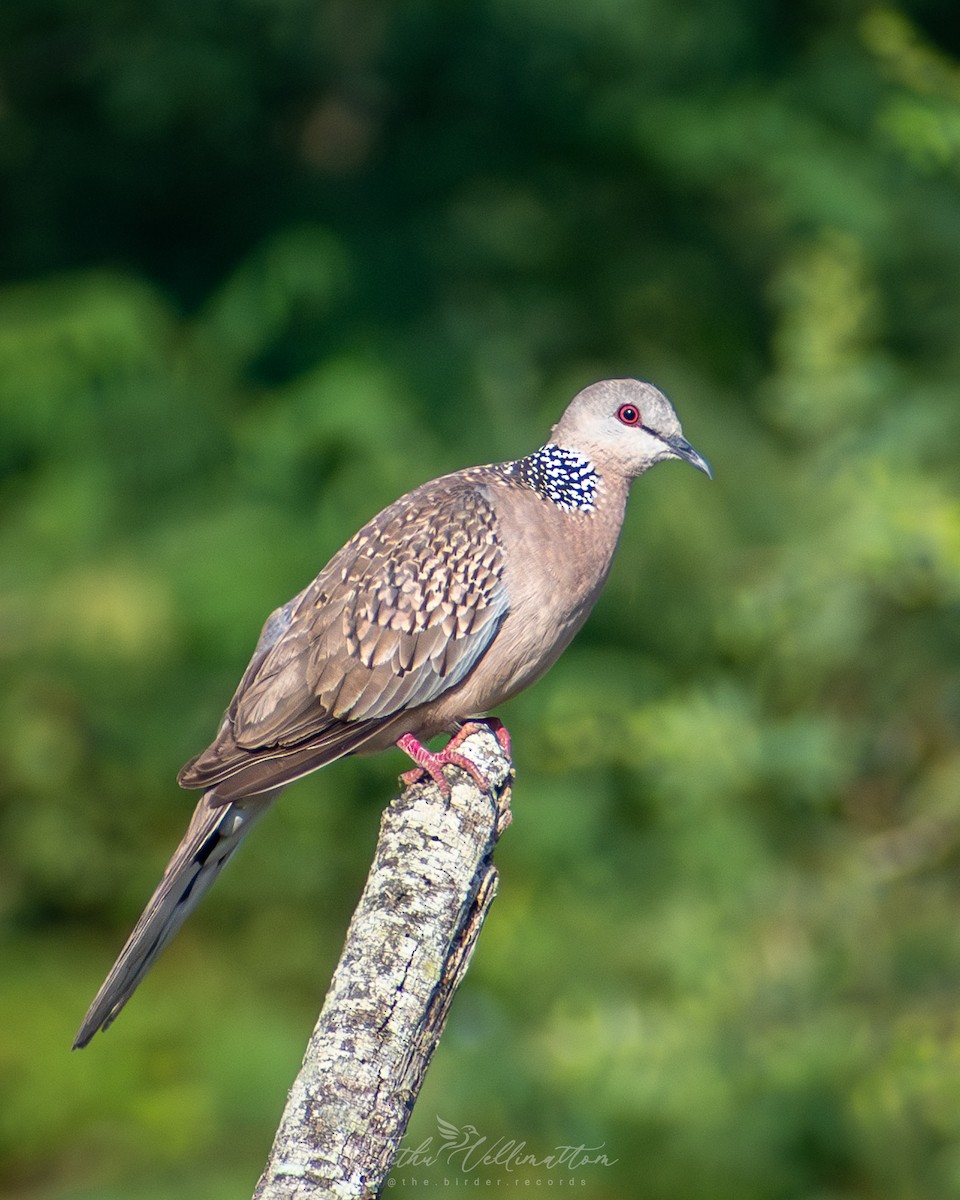 Spotted Dove - ML646899434