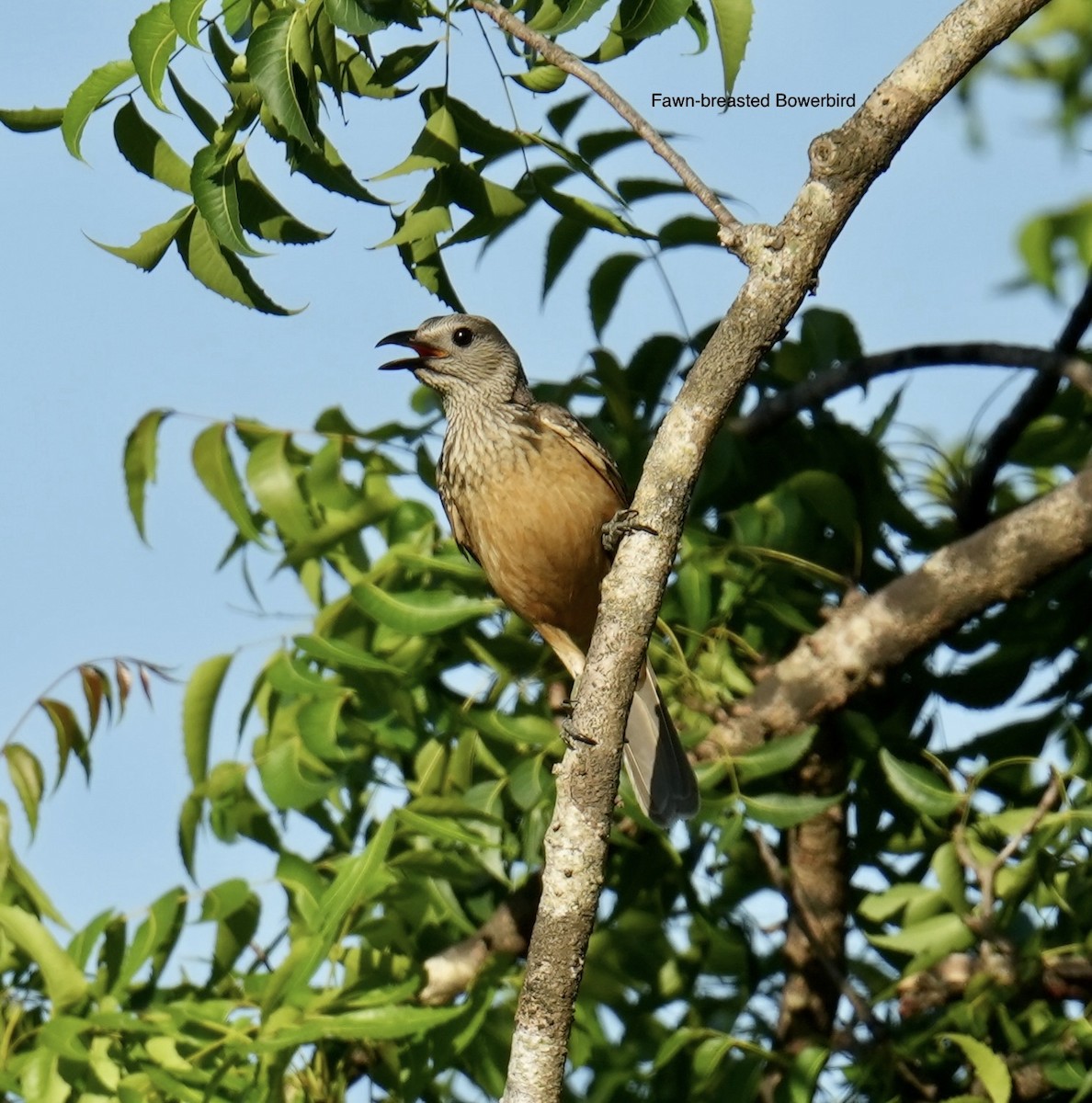 Fawn-breasted Bowerbird - ML646899435