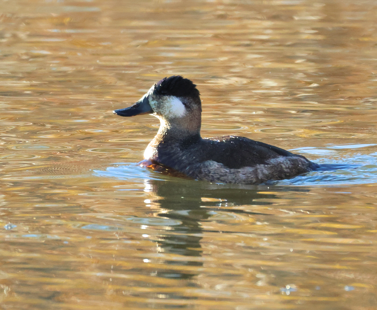 Ruddy Duck - ML646899437