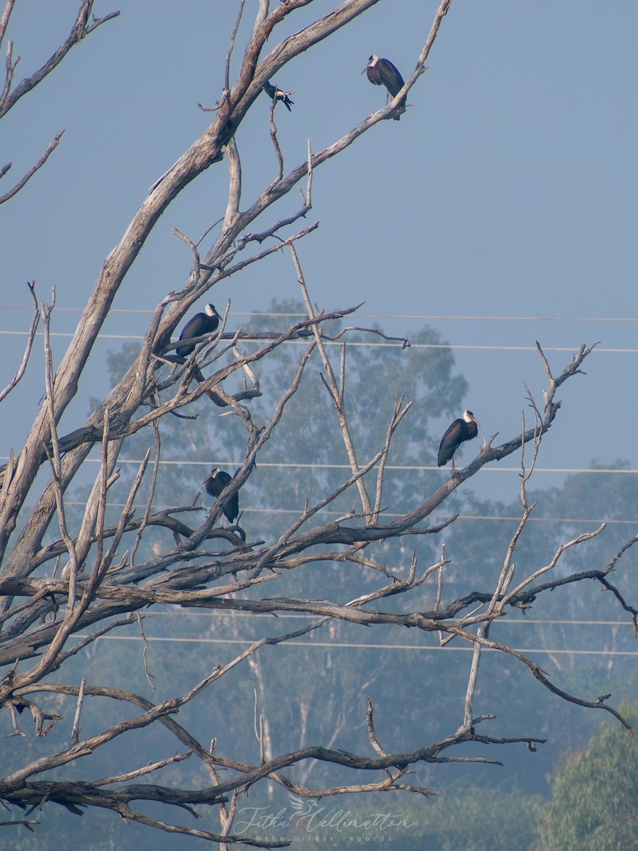 Asian Woolly-necked Stork - ML646899439