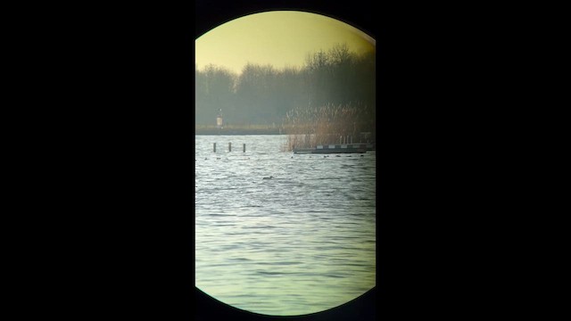 Yellow-billed Loon - ML646899442