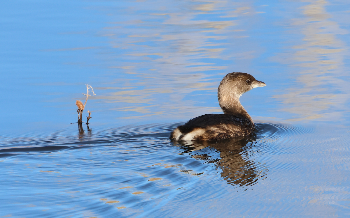 Pied-billed Grebe - ML646899443