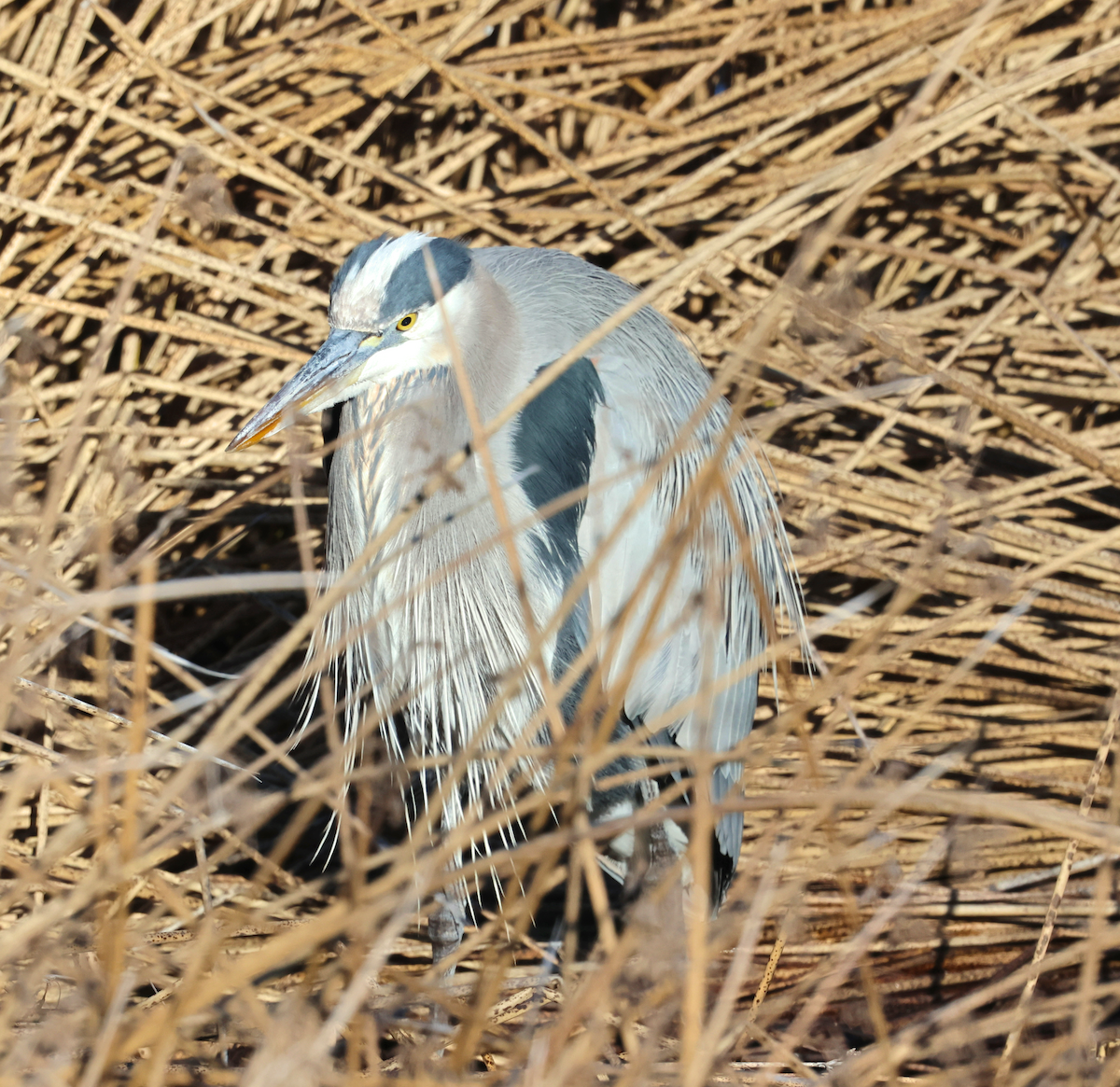 Great Blue Heron - ML646899446
