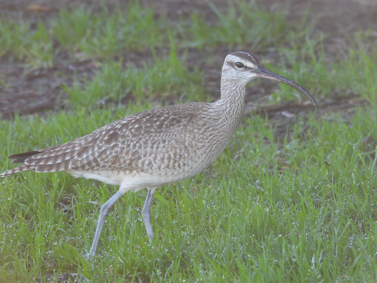 Hudsonian Whimbrel - ML646899447
