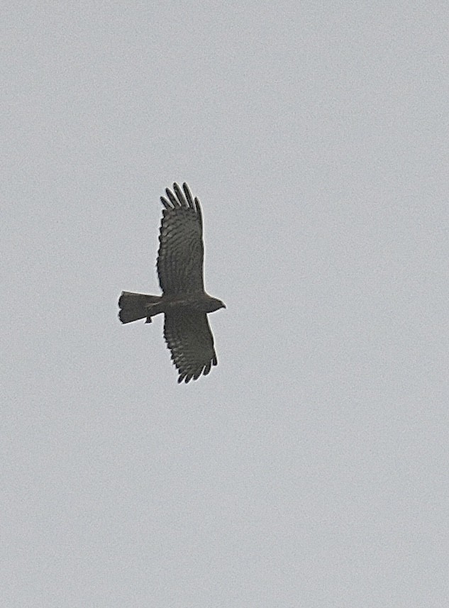 African Marsh Harrier - ML646899477