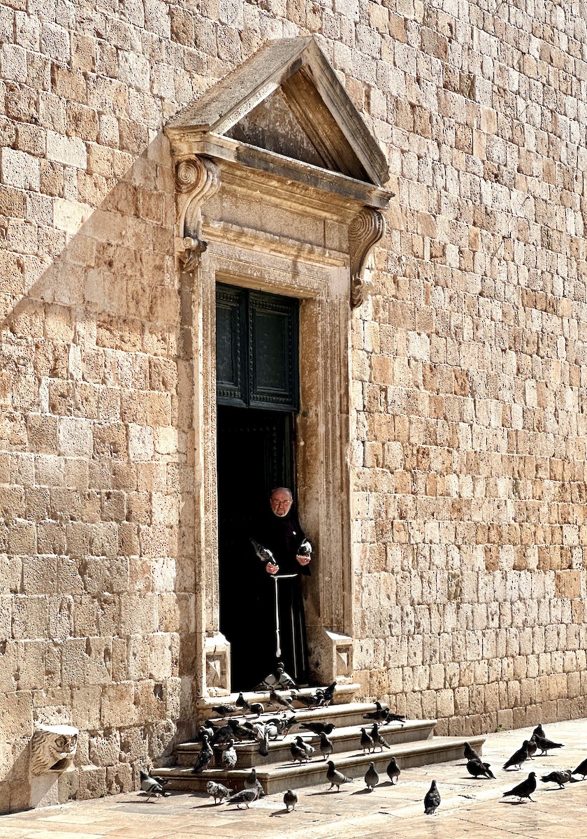 Rock Pigeon - ML646899479