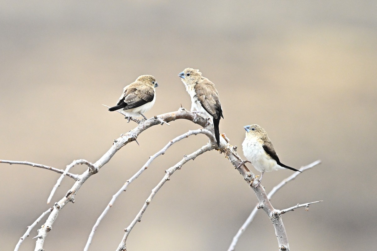 African Silverbill - ML646899485