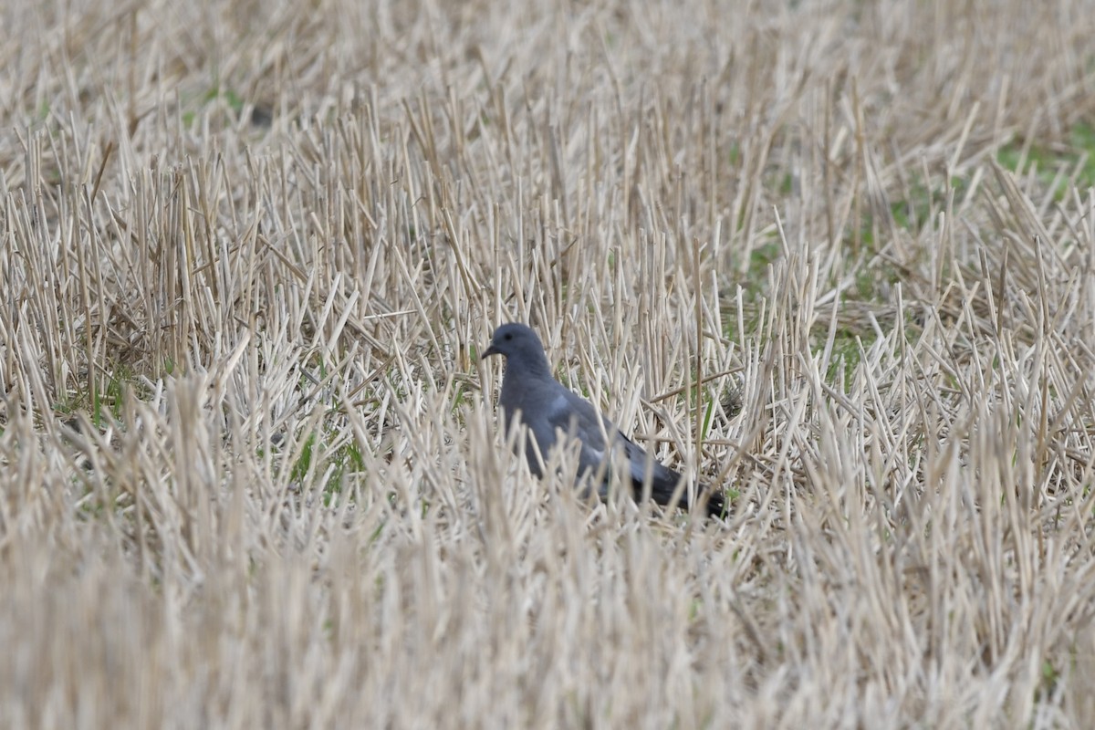 יונת עצים - ML646899486